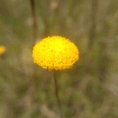 Leptorhynchos squamatus at Glen Fergus, NSW - 29 Nov 2022