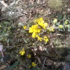 Hibbertia obtusifolia at Glen Fergus, NSW - 29 Nov 2022