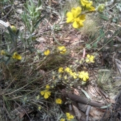 Hibbertia obtusifolia at Glen Fergus, NSW - 29 Nov 2022 01:30 PM