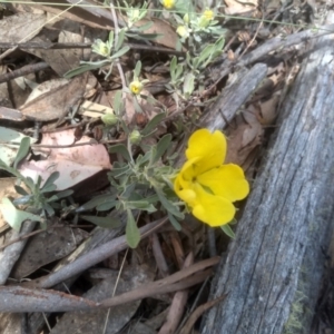 Hibbertia obtusifolia at Glen Fergus, NSW - 29 Nov 2022 01:30 PM