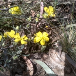 Hibbertia obtusifolia at Glen Fergus, NSW - 29 Nov 2022 01:30 PM