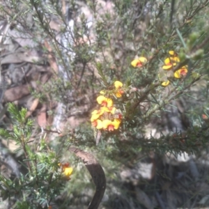 Dillwynia sericea at Glen Fergus, NSW - 29 Nov 2022