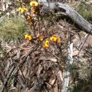 Dillwynia sericea at Glen Fergus, NSW - 29 Nov 2022 01:32 PM