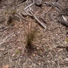 Rytidosperma pallidum (Red-anther Wallaby Grass) at Glen Fergus, NSW - 29 Nov 2022 by mahargiani