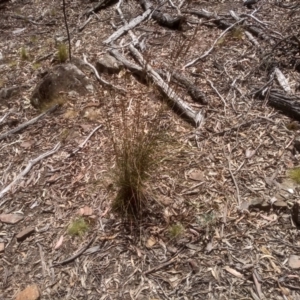 Rytidosperma pallidum at Glen Fergus, NSW - 29 Nov 2022