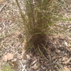 Rytidosperma pallidum at Glen Fergus, NSW - 29 Nov 2022