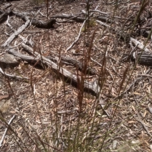 Rytidosperma pallidum at Glen Fergus, NSW - 29 Nov 2022