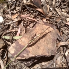 Rytidosperma pallidum at Glen Fergus, NSW - 29 Nov 2022