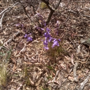 Veronica perfoliata at Glen Fergus, NSW - 29 Nov 2022 01:41 PM