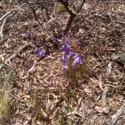 Veronica perfoliata (Digger's Speedwell) at Coornartha Nature Reserve - 29 Nov 2022 by mahargiani