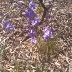 Veronica perfoliata at Glen Fergus, NSW - 29 Nov 2022 01:41 PM