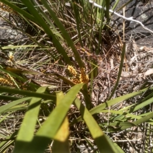 Lomandra longifolia at Glen Fergus, NSW - 29 Nov 2022