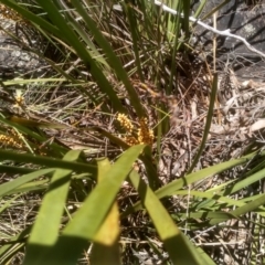 Lomandra longifolia (Spiny-headed Mat-rush, Honey Reed) at Glen Fergus, NSW - 29 Nov 2022 by mahargiani