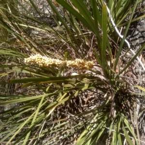 Lomandra longifolia at Glen Fergus, NSW - 29 Nov 2022