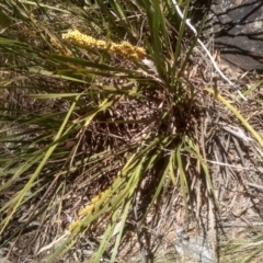 Lomandra longifolia at Glen Fergus, NSW - 29 Nov 2022