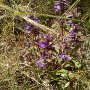 Ajuga australis at Glen Fergus, NSW - 29 Nov 2022 01:48 PM