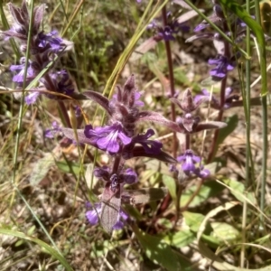 Ajuga australis at Glen Fergus, NSW - 29 Nov 2022 01:48 PM