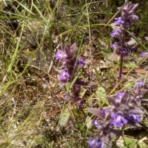 Ajuga australis at Glen Fergus, NSW - 29 Nov 2022 01:48 PM