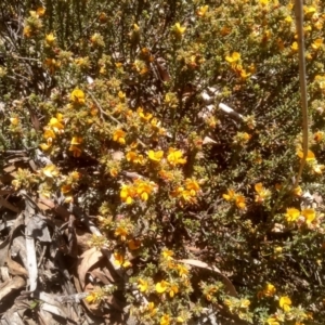 Pultenaea procumbens at Glen Fergus, NSW - 29 Nov 2022 02:07 PM