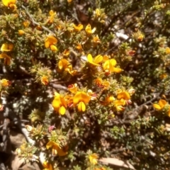 Pultenaea procumbens at Glen Fergus, NSW - 29 Nov 2022 02:07 PM