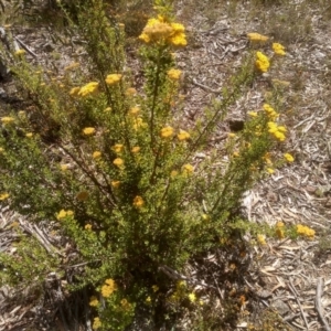 Ozothamnus obcordatus at Glen Fergus, NSW - 29 Nov 2022