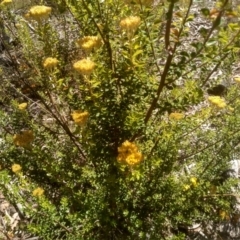 Ozothamnus obcordatus at Glen Fergus, NSW - 29 Nov 2022