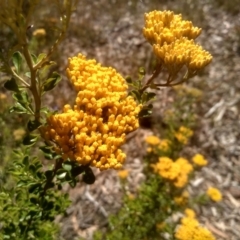 Ozothamnus obcordatus at Glen Fergus, NSW - 29 Nov 2022