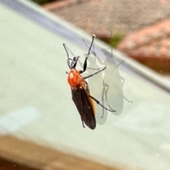 Bibio imitator (Garden maggot) at Aranda, ACT - 30 Nov 2022 by KMcCue