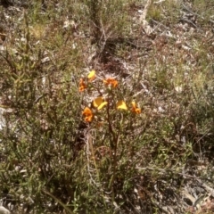 Diuris semilunulata (Late Leopard Orchid) at Coornartha Nature Reserve - 29 Nov 2022 by mahargiani