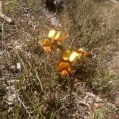 Diuris semilunulata at Glen Fergus, NSW - suppressed