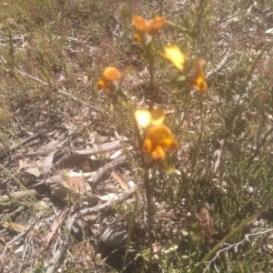 Diuris semilunulata at Glen Fergus, NSW - suppressed