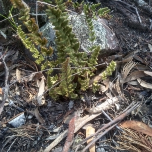 Cheilanthes distans at Glen Fergus, NSW - 29 Nov 2022 02:43 PM