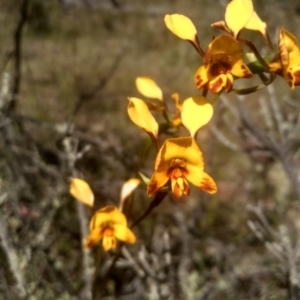 Diuris semilunulata at Glen Fergus, NSW - suppressed