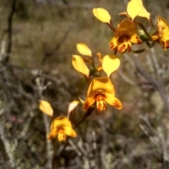 Diuris semilunulata (Late Leopard Orchid) at Glen Fergus, NSW - 29 Nov 2022 by mahargiani
