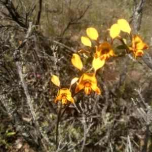 Diuris semilunulata at Glen Fergus, NSW - 29 Nov 2022