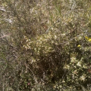 Brachyloma daphnoides at Glen Fergus, NSW - 29 Nov 2022