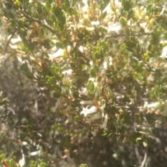 Brachyloma daphnoides at Glen Fergus, NSW - 29 Nov 2022