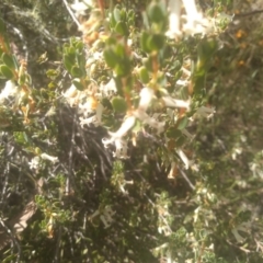 Brachyloma daphnoides at Glen Fergus, NSW - 29 Nov 2022