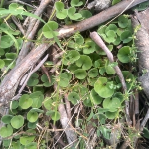 Dichondra sp. Inglewood (J.M.Dalby 86/93) Qld Herbarium at Glen Fergus, NSW - 29 Nov 2022