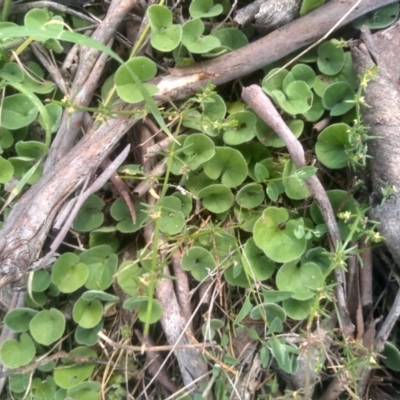 Dichondra sp. Inglewood (J.M.Dalby 86/93) Qld Herbarium (Kidney Weed) at Coornartha Nature Reserve - 29 Nov 2022 by mahargiani