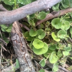 Dichondra sp. Inglewood (J.M.Dalby 86/93) Qld Herbarium at Glen Fergus, NSW - 29 Nov 2022 02:56 PM