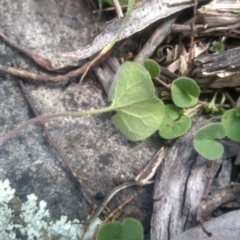 Dichondra sp. Inglewood (J.M.Dalby 86/93) Qld Herbarium at Glen Fergus, NSW - 29 Nov 2022