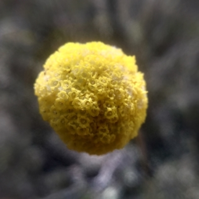 Craspedia variabilis (Common Billy Buttons) at Coornartha Nature Reserve - 29 Nov 2022 by mahargiani