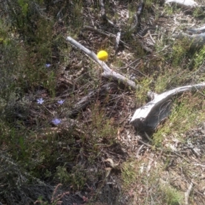 Craspedia variabilis at Glen Fergus, NSW - suppressed