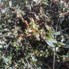 Pomaderris elliptica at Glen Fergus, NSW - 29 Nov 2022