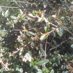 Pomaderris elliptica at Glen Fergus, NSW - 29 Nov 2022 03:15 PM