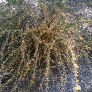 Daviesia sp. at Glen Fergus, NSW - 29 Nov 2022