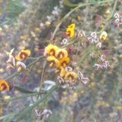 Daviesia sp. at Glen Fergus, NSW - 29 Nov 2022 03:36 PM