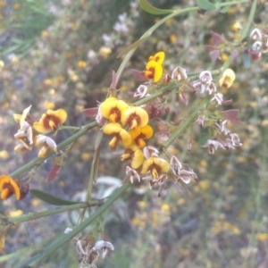 Daviesia sp. at Glen Fergus, NSW - 29 Nov 2022 03:36 PM