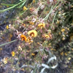 Daviesia sp. at Glen Fergus, NSW - 29 Nov 2022 03:36 PM